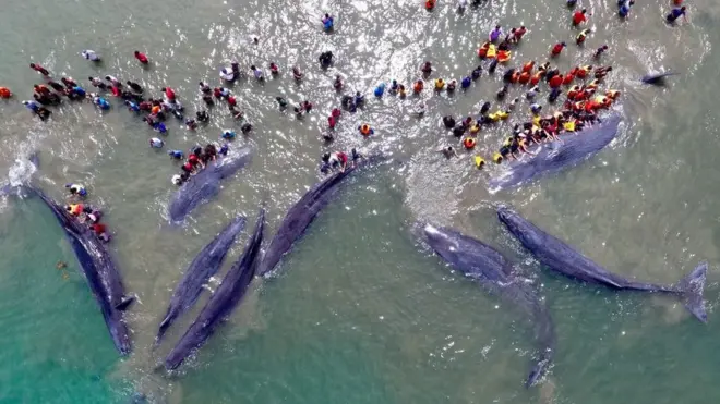Paus perlu dijaga agar tidak stres.