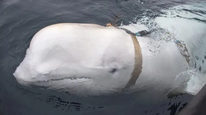 Un pescador de la zona ayudó a remover el arnés del cuerpo de la ballena.