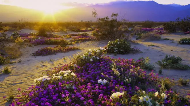 Anza-Borrego Çölü