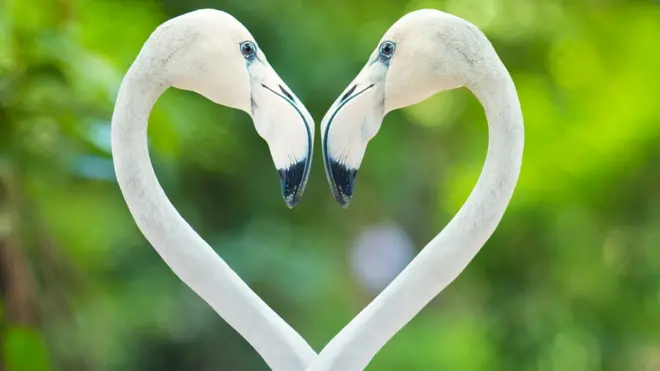 Пара фламинго