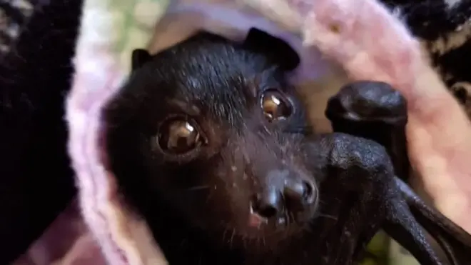 Летучая мышь