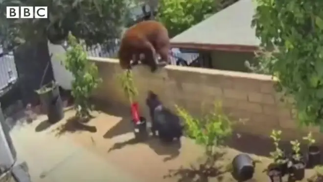 ఎలుగుబంటి