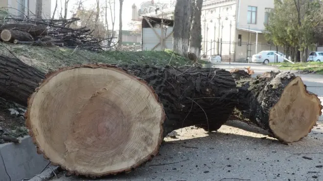 Маҳаллий маъмурият дарахтлар кесилишини оммага изоҳлаймайди