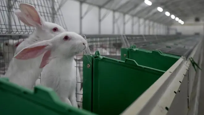 çiftlikte 2 tavşan