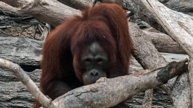 Orangutan