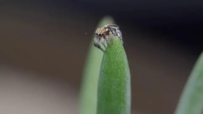 肺炎疫情：封锁期我与70只蜘蛛呆在一起