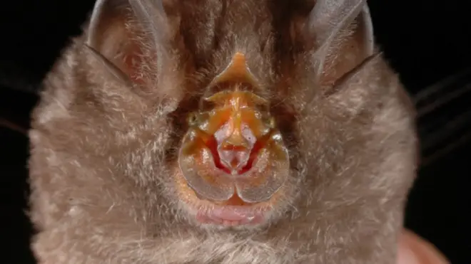 A mountain horseshoe-shaped bat called Rhinolophus monticolus, discovered by a scientist in a local market in north-eastern Thailand was among the species found in Mekong in 2016.