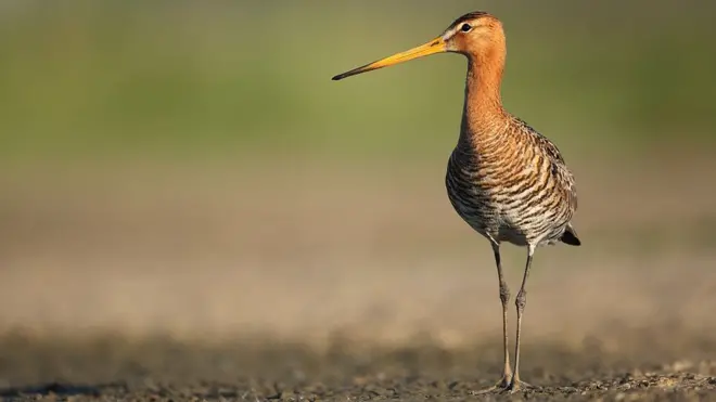 Болотный кулик, или большой веретенник