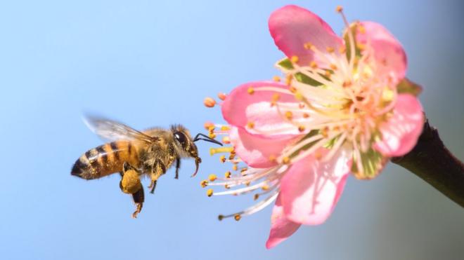 Cómo tomar el polen de abeja? 5 sencillas formas que te encantarán