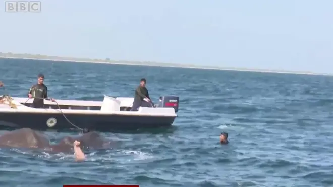 මුහුදේ ගිලුණු අලි