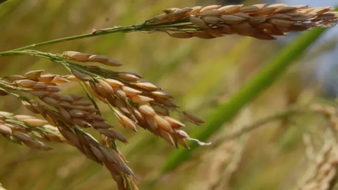 စပါးစျေးမကျရေး အစိုးရက ဝယ်မယ်