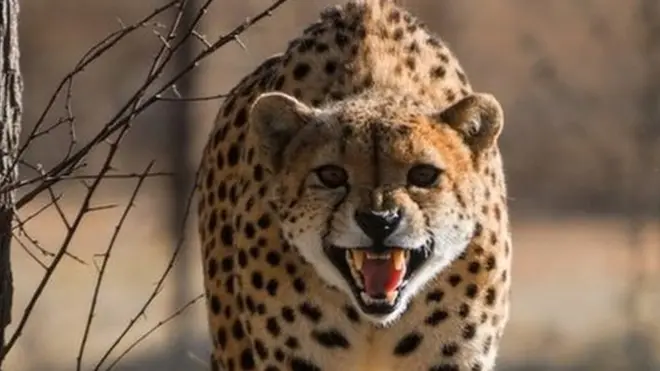 cheetah