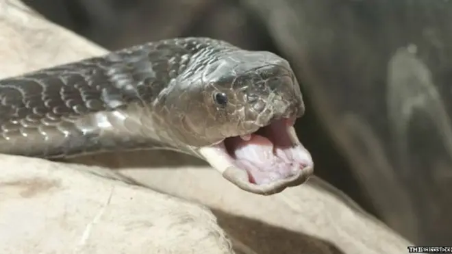 आदमखोर सांप, इंडोनेशिया, जंगल