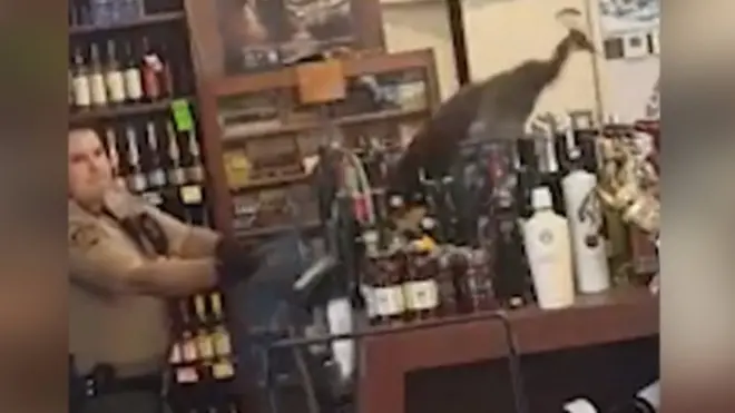 павич у магазині