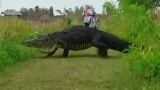 Un caimán gigante, bautizado como Huchback fue grabado dándose un paseo en Florida. Su tamaño dejó a un grupo de personas impactadas.