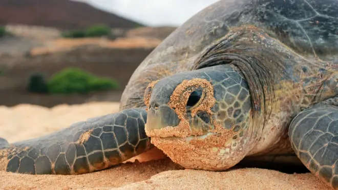 Ascension tiene uno de los ecosistemas más ricos del Atlántico y la segunda colonia de tortugas más grande de ese océano.