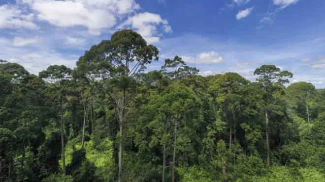 Países megadiversos