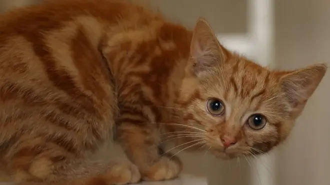 На несовершеннолетних девушек завели дело после того, как в интернете нашли фотографии их издевательств над животными (фотография из фотобанка)