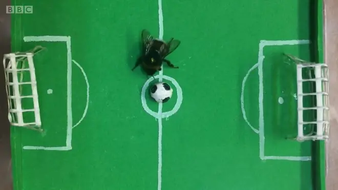 แมลงภู่ในสนามบอลจำลอง