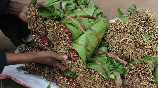 Qaadka ayaa ka baxa meelo ka tirsan Kenya