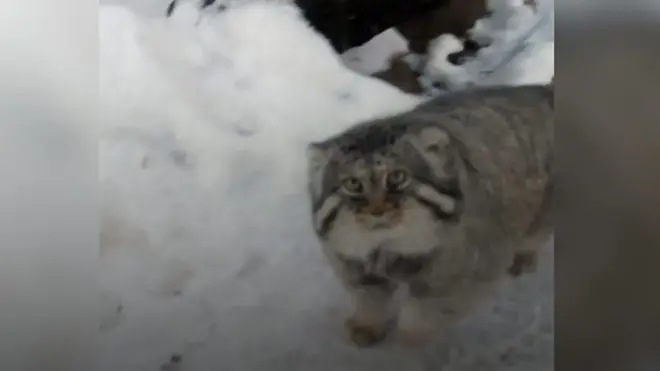 Как снег в Москве встретили люди, собаки и манул