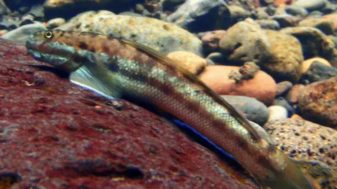 Ikan unik dari Hawaii ini bisa memanjat air terjun.