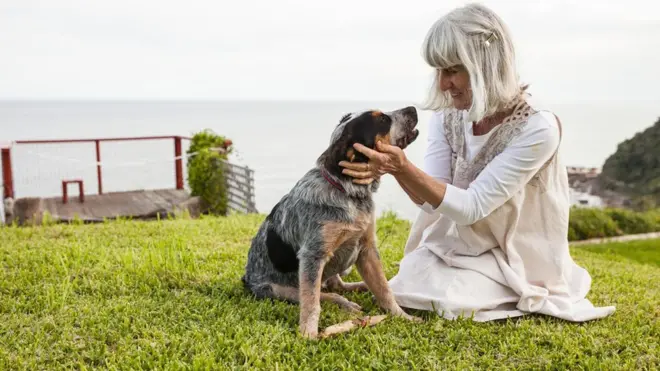 Novas ideias sobre como os cães envelhecem sugerem que nossos animaisonabet quantos saques por diaestimação passam para a meia-idade mais rapidamente do que muitos proprietários podem suspeitar