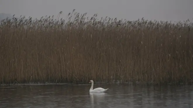 Обедска бара и њен зимски становник лабуд