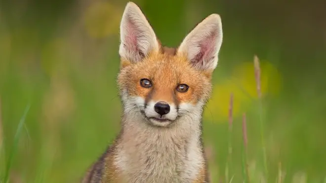 Fox cub