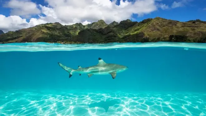 상어와 가오리 같은 특정 생물은 케이블에서 나오는 전기 신호에 더 민감할 수 있다