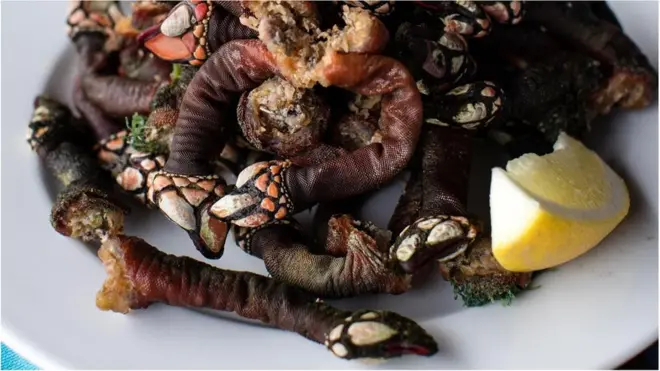 Percebes