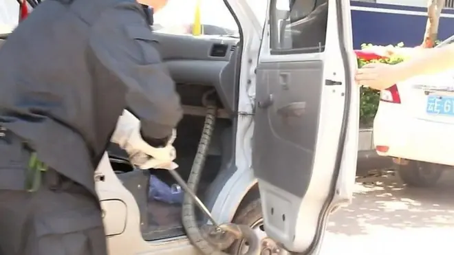 بالفيديو: شرطي يخرج كوبرا ضخم من داخل سيارة