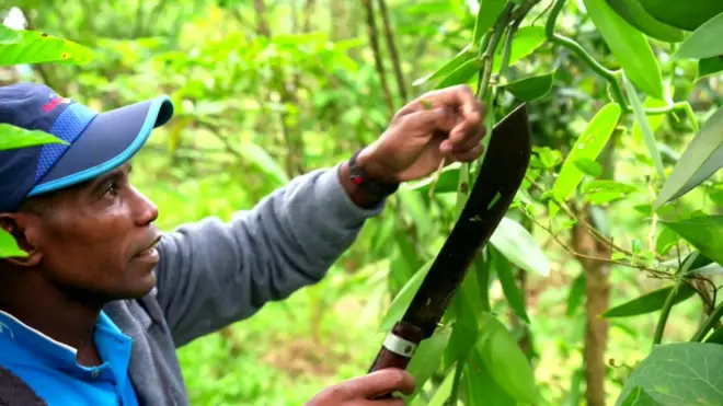바닐라를 둘러싼 범죄가 이어지면서 주민들은 고통을 호소하고 있다