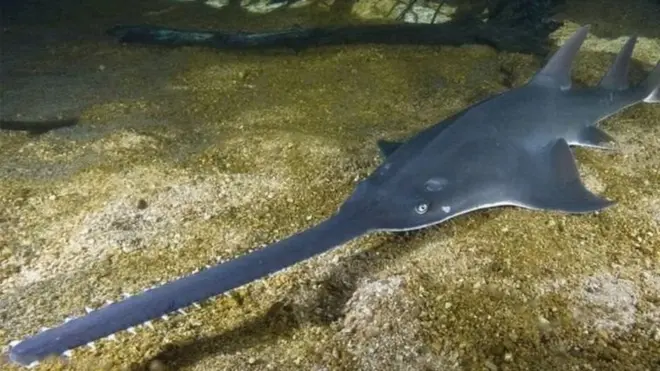 రంపపు చేప