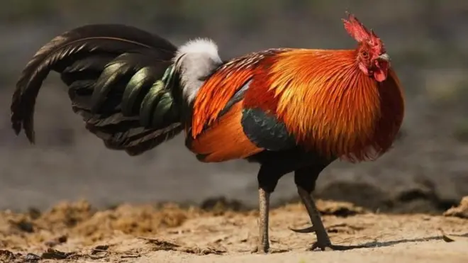 Chicken