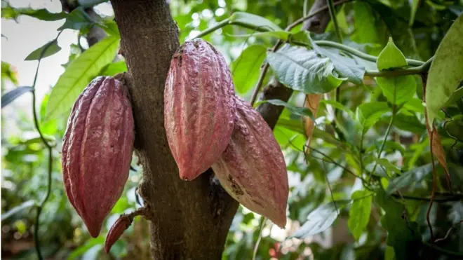 製作巧克力的原材料