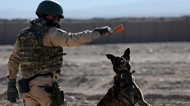 köpek eğiten hollanda askeri