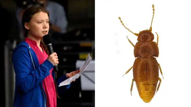 ግሬታ ተንበርግ እና አዲሱ የጥንዚዛ ዝርያ