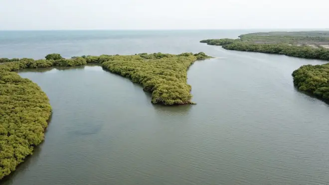 அலையாத்தி காடுகள்