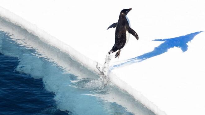 Un pingüino salta del Mar de Ross
