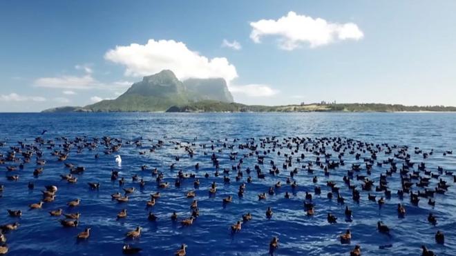 40 000 буревестников гнездятся на удаленном острове в Тасманском море.