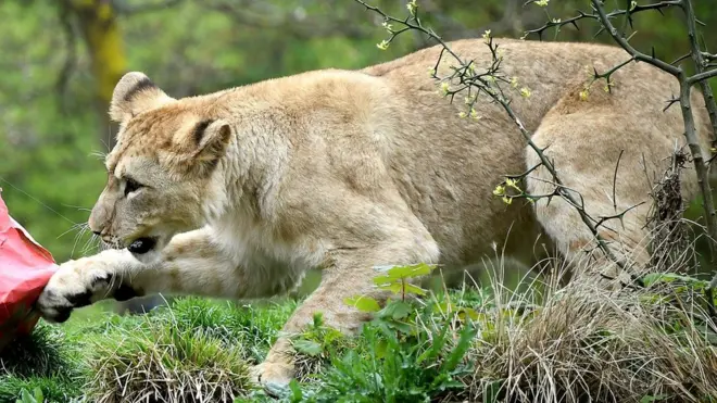 ٹرینر فیصل عسیری کا کہنا ہے کہ لگتا ہے کہ بچی کے سر پر لگے تتلی کے رِبن نے شیر کو توجہ اپنی جانب کرائی