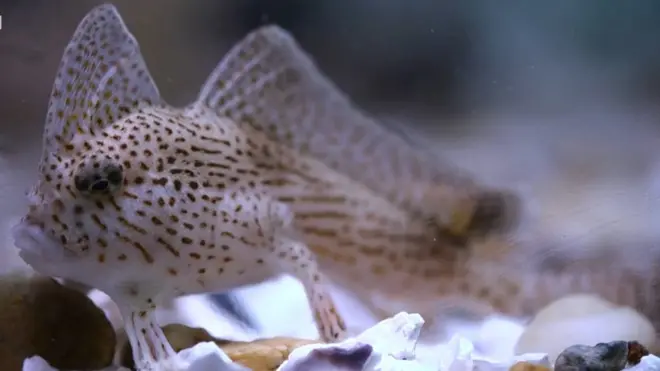 చుక్కల చేప