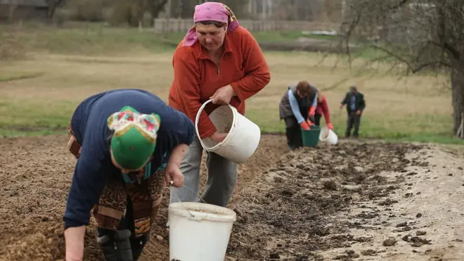Селяни у селі Хочева Вишгородського району висаджують картоплю - архівне фото 2016 року. Зараз це село перебуває під контролем російських військових