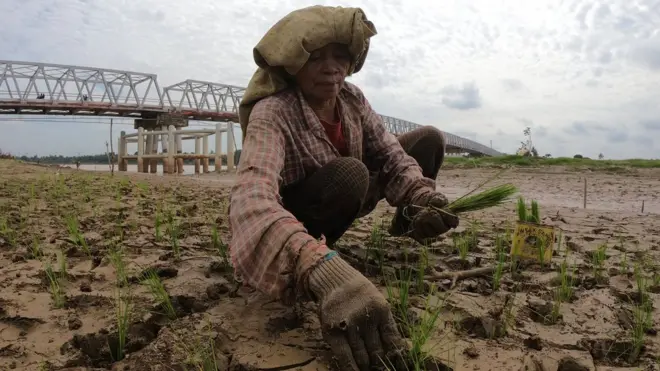 Petani memanfaatkan tepian Sungai Batanghari yang surut akibat kemarau guna menanam padi sehingga membantu perekonomian warga