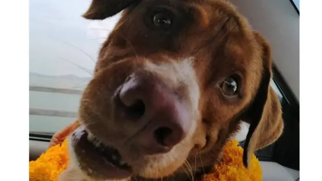 कुकुरको नाम 'बून्रड' अर्थात् 'जोगाइएको' राखिएको छ