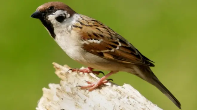 विश्व गौरैया दिवस