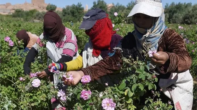 Un champ de fleur et les femmes qui font la récolte