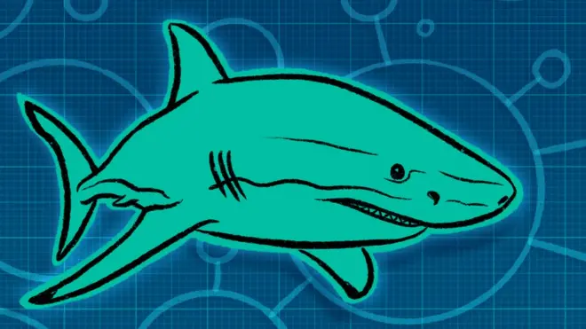 Illustration of a shark