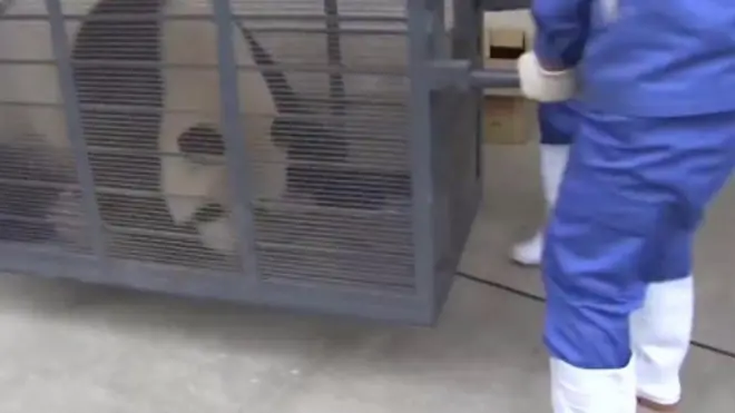 Две китайские панды проживут в зоопарке города Ренен 15 лет.